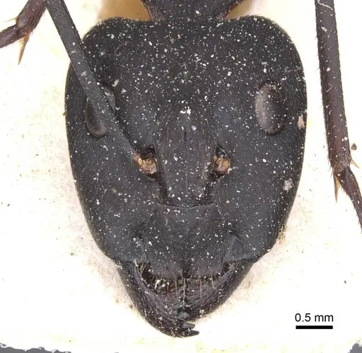 Camponotus pexus - CASENT0911773