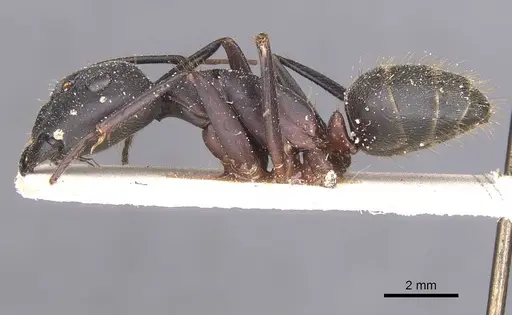 Camponotus pexus - CASENT0911773