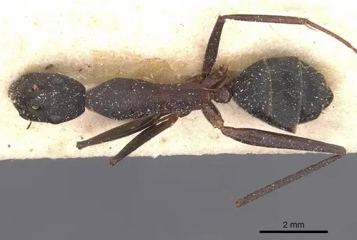 Camponotus pexus - CASENT0911774