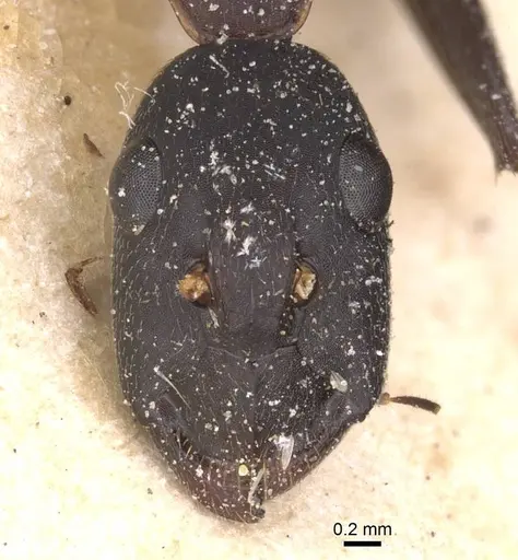 Camponotus pexus - CASENT0911774