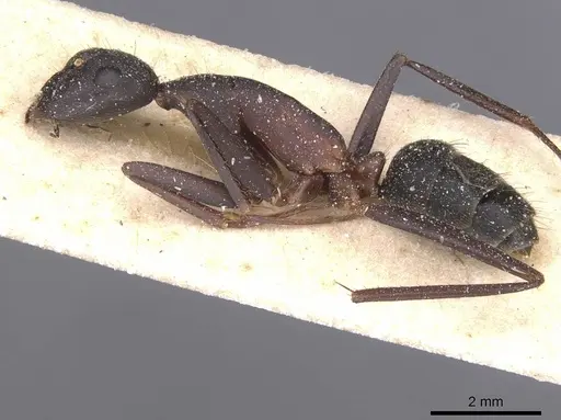 Camponotus pexus - CASENT0911774