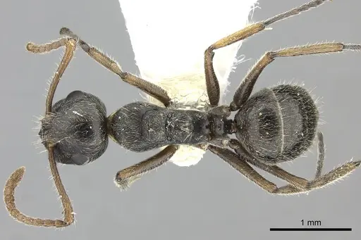 Camponotus philippinensis specimen
