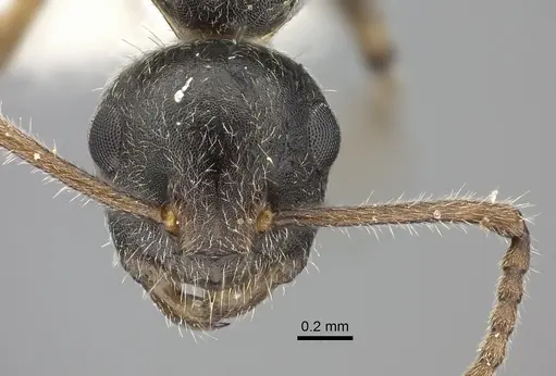 Camponotus philippinensis specimen