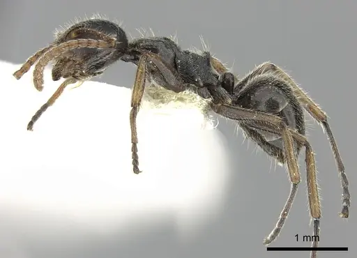 Camponotus philippinensis specimen