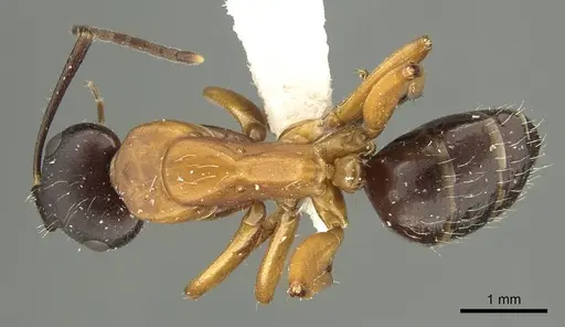 Camponotus philwardi specimen