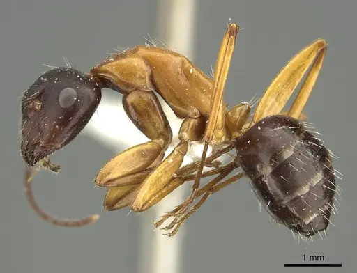 Camponotus philwardi specimen