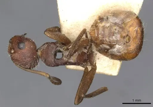 Camponotus piceatus specimen