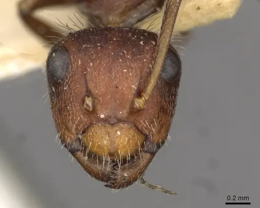 Camponotus piceatus specimen