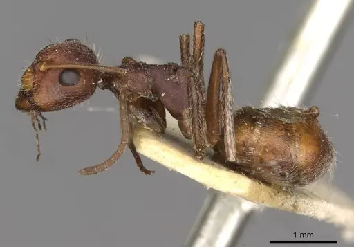 Camponotus piceatus specimen