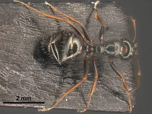 Camponotus piceus specimen