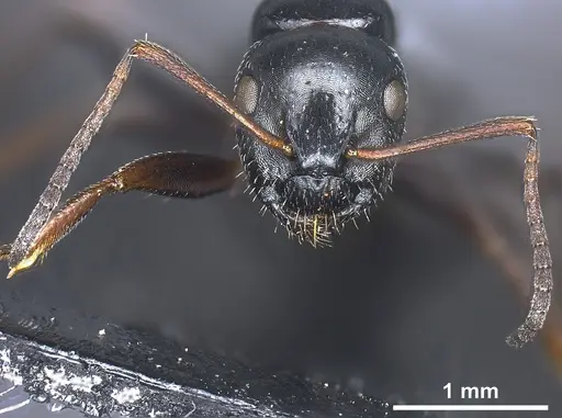 Camponotus piceus - ANTWEB1041244