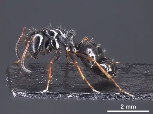 Camponotus piceus - ANTWEB1041244