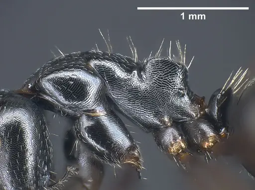 Camponotus piceus - ANTWEB1041244
