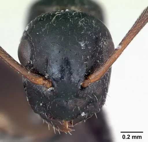Camponotus piceus - CASENT0173136
