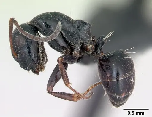 Camponotus piceus - CASENT0173136