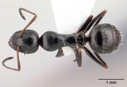 Camponotus piceus - CASENT0179869