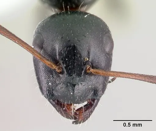 Camponotus piceus - CASENT0179869