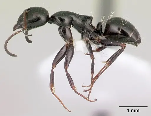Camponotus piceus - CASENT0179869