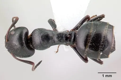 Camponotus piceus - CASENT0179870