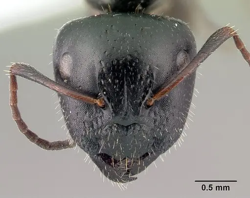 Camponotus piceus - CASENT0179870