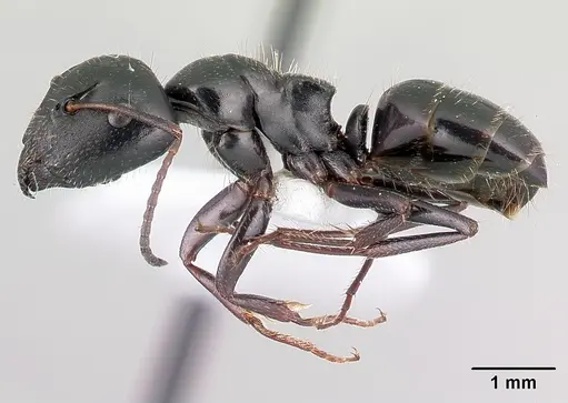Camponotus piceus - CASENT0179870
