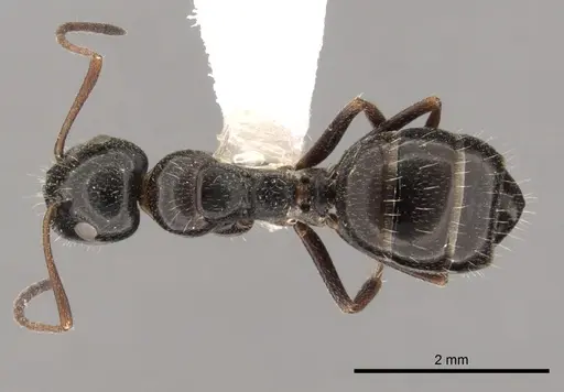 Camponotus piceus - CASENT0249977