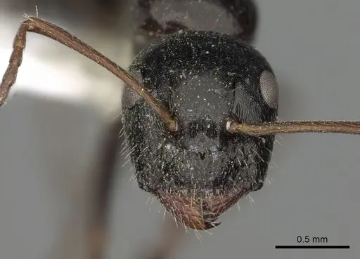 Camponotus piceus - CASENT0249977