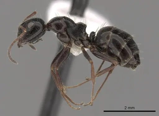 Camponotus piceus - CASENT0249977