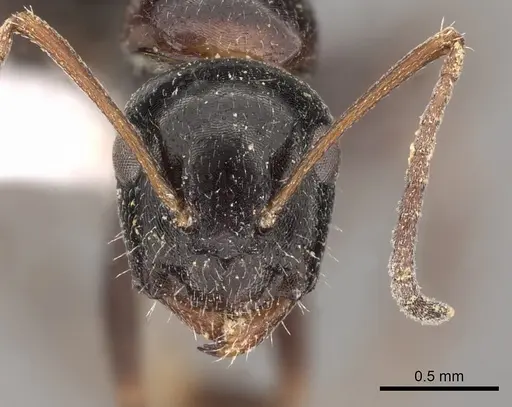 Camponotus piceus - CASENT0249978