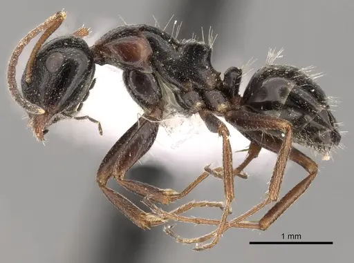 Camponotus piceus - CASENT0249978