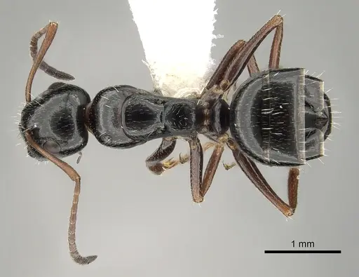 Camponotus piceus - CASENT0249995