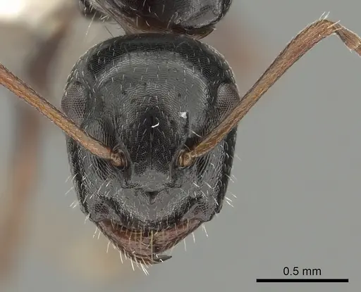 Camponotus piceus - CASENT0249995
