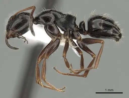 Camponotus piceus - CASENT0249995