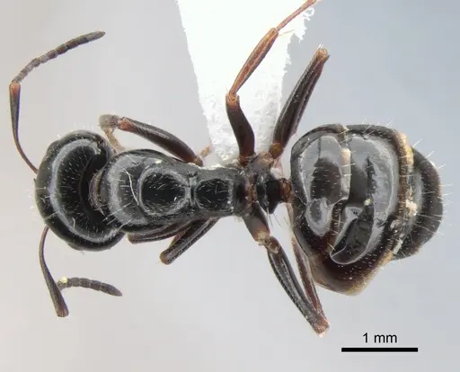 Camponotus piceus - CASENT0882006