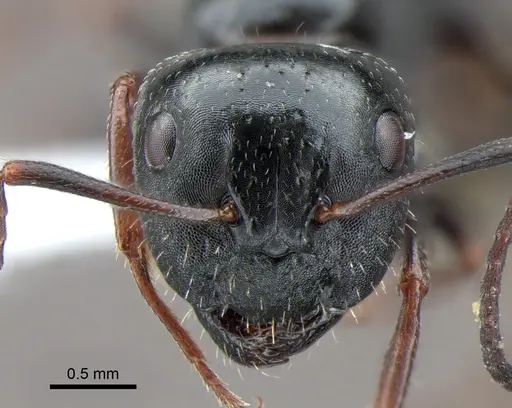 Camponotus piceus - CASENT0882006