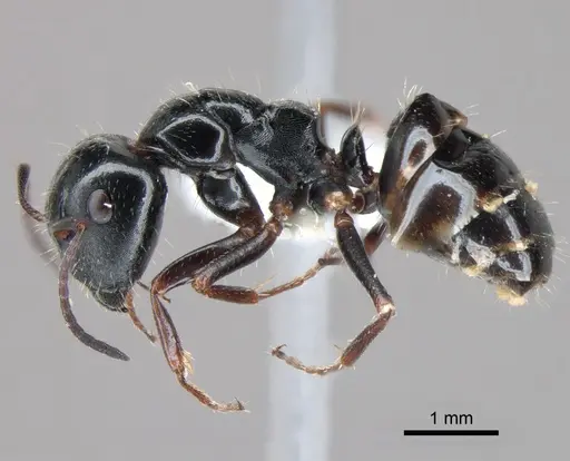 Camponotus piceus - CASENT0882006