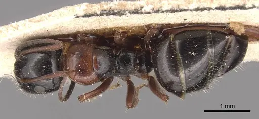Camponotus piceus - CASENT0905390