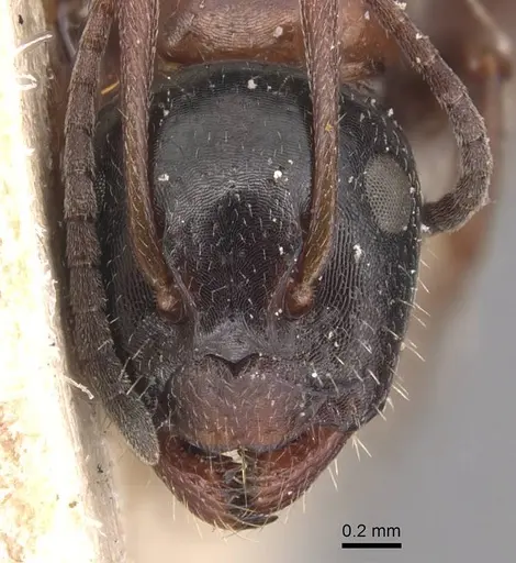 Camponotus piceus - CASENT0905390