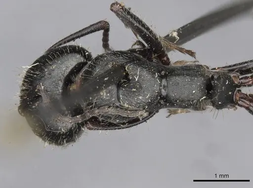 Camponotus piceus - CASENT0910437