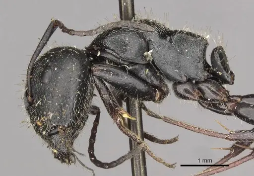 Camponotus piceus - CASENT0910437