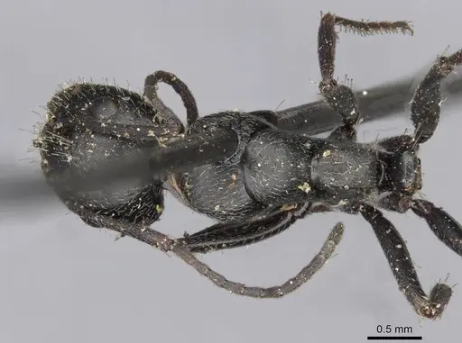 Camponotus piceus - CASENT0910438