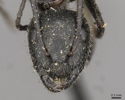 Camponotus piceus - CASENT0910438