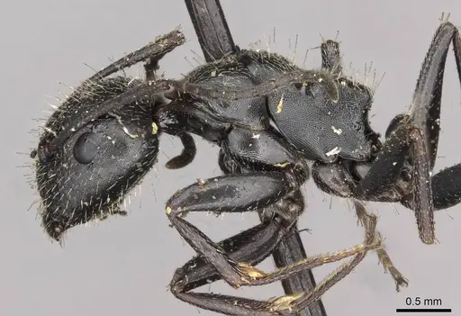 Camponotus piceus - CASENT0910438