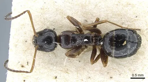 Camponotus piceus - CASENT0915596