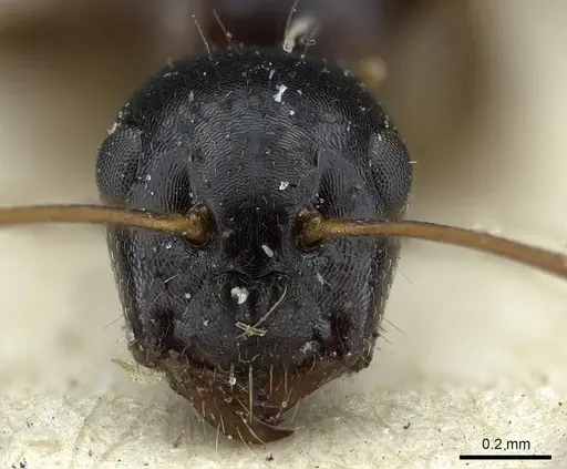 Camponotus piceus - CASENT0915596