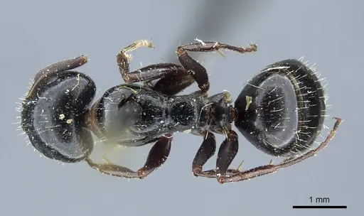 Camponotus piceus - CASENT0915597