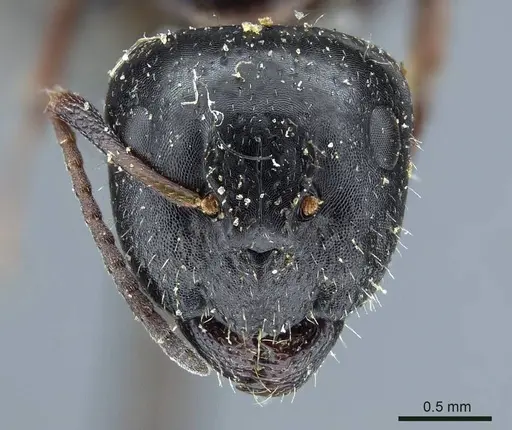 Camponotus piceus - CASENT0915597