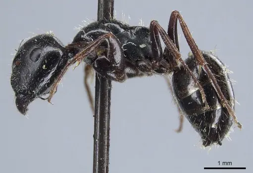 Camponotus piceus - CASENT0915597