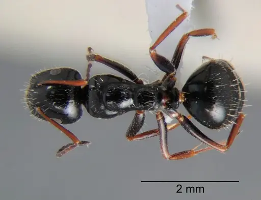Camponotus piceus - CSH000018