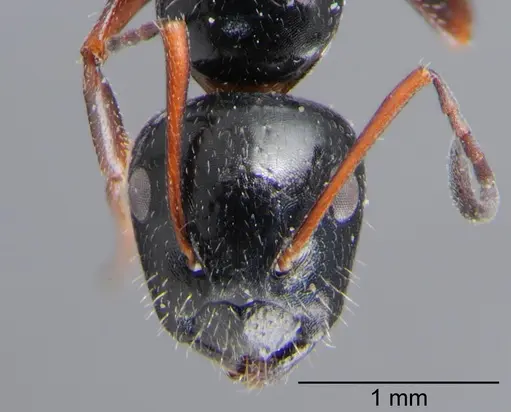 Camponotus piceus - CSH000018